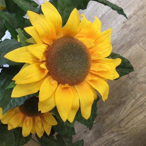 Meet your Posher, Leila - Picture 1 of 1